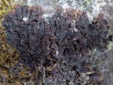 Platismatia glauca image