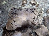Umbilicaria crustulosa image
