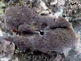 Umbilicaria crustulosa image