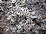 Hypogymnia farinacea image
