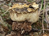Scleroderma polyrhizum image