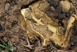 Scleroderma polyrhizum image