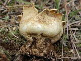 Scleroderma polyrhizum image