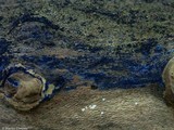 Terana coerulea image