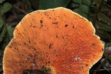 Hygrophoropsis aurantiaca image