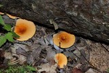 Hygrophoropsis aurantiaca image