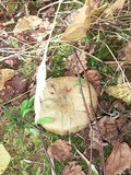 Paxillus cuprinus image