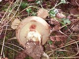 Paxillus cuprinus image