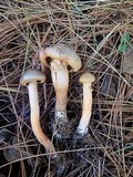 Chroogomphus vinicolor image