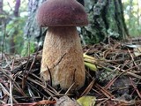 Boletus subcaerulescens image