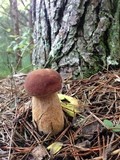 Boletus subcaerulescens image