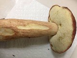 Boletus subcaerulescens image