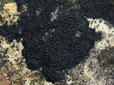 Placynthium nigrum image