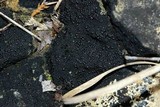 Placynthium nigrum image