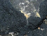 Placynthium nigrum image