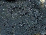 Placynthium nigrum image