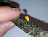 Dacryopinax spathularia image