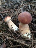 Boletus subcaerulescens image