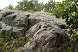 Rhizocarpon disporum image
