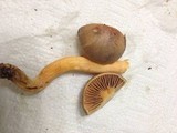 Chroogomphus ochraceus image