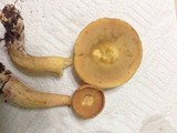 Suillus hirtellus image