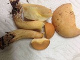 Suillus hirtellus image
