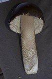 Amanita pachycolea image