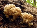 Sparassis americana image