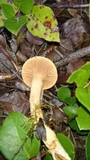 Chroogomphus tomentosus image