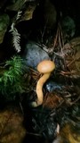 Chroogomphus tomentosus image