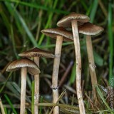 Psilocybe stuntzii image