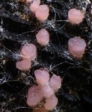 Pyronema domesticum image