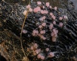 Pyronema domesticum image