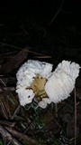 Cantharellus subalbidus image