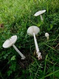 Amanita sect. Vaginatae image