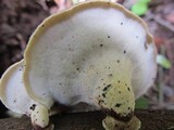 Royoporus badius image