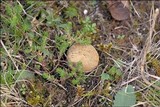 Lycoperdon lividum image