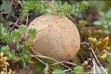 Lycoperdon lividum image