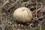 Lycoperdon lividum image