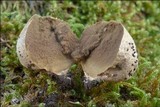 Lycoperdon lividum image