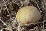 Lycoperdon lividum image