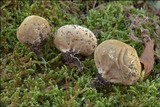 Lycoperdon lividum image