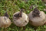 Lycoperdon lividum image