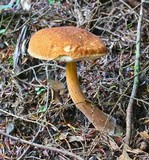 Austroboletus gracilis image