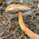 Austroboletus gracilis var. gracilis image