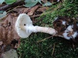 Lepiota clypeolaria image