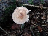 Lepiota clypeolaria image