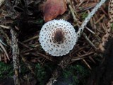 Lepiota felina image