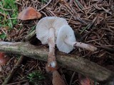 Lepiota felina image