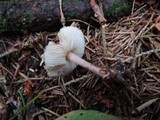 Lepiota subincarnata image